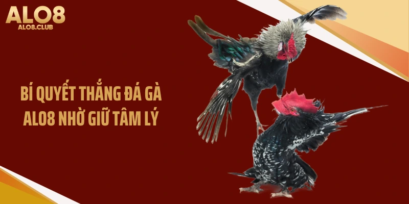 Bí quyết thắng đá gà ALO8 nhờ giữ tâm lý